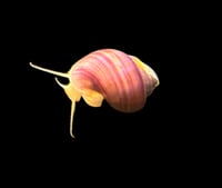 Magenta Mystery Snail 