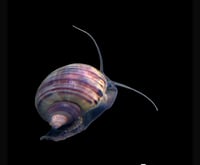Purple Mystery Snail 