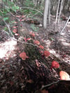 Reishi Séché 2024