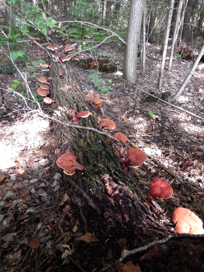 Reishi Sauvage Séché 2025