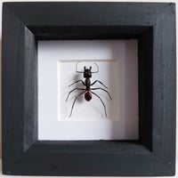 Framed - Giant Carpenter Ant