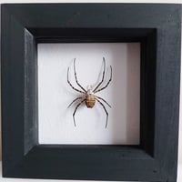 Framed - Silver-Striped Orb Weaver Spider