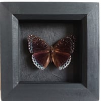 Framed - Constable Butterfly II