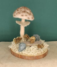 Image 1 of Parasol Mushroom Scene