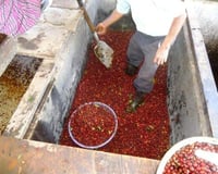 Image 2 of Guatamala (SHB) (EP)