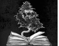 Image of Bonsai of enlightenment