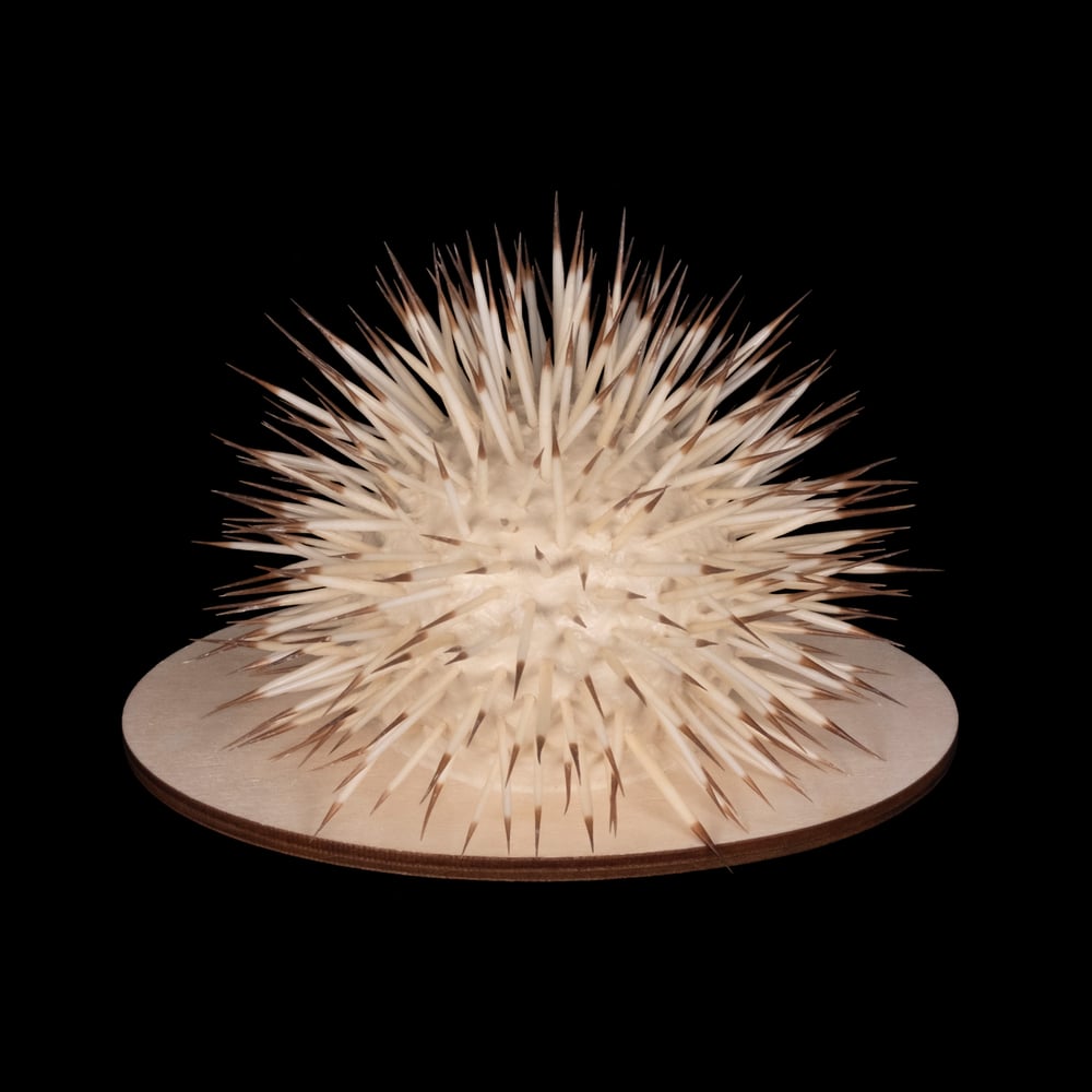 Image of "Akasha" Porcupine Quill Sculpture