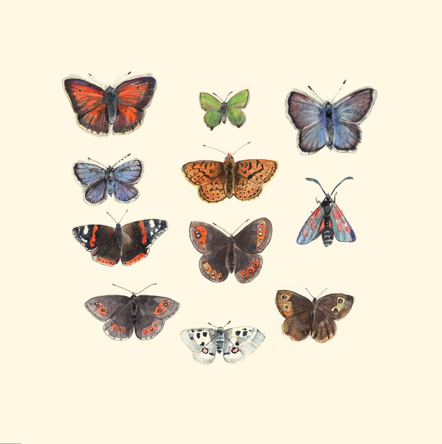 planche papillon