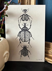 Image 2 of "Planche Insectes-organes" print A6, A5 et A3