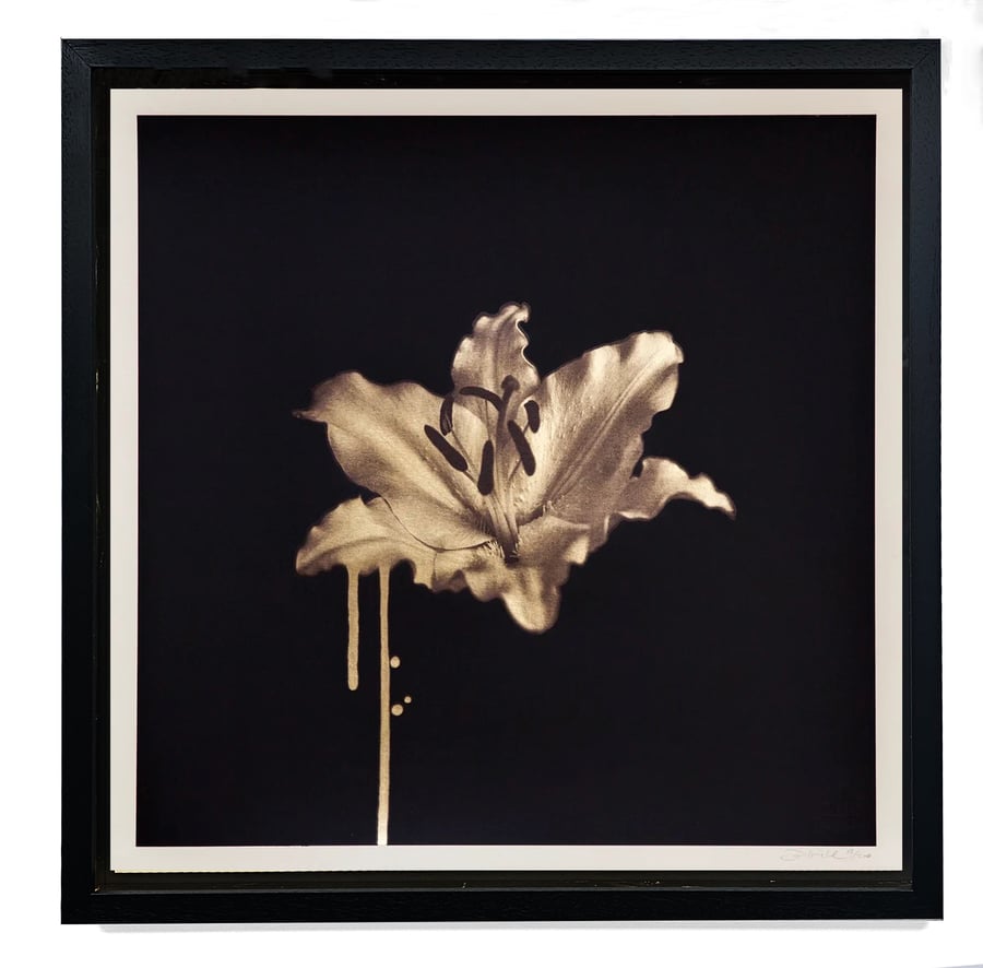 Image of 'Gilded Lily' by Donk