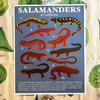 Salamanders of California Print