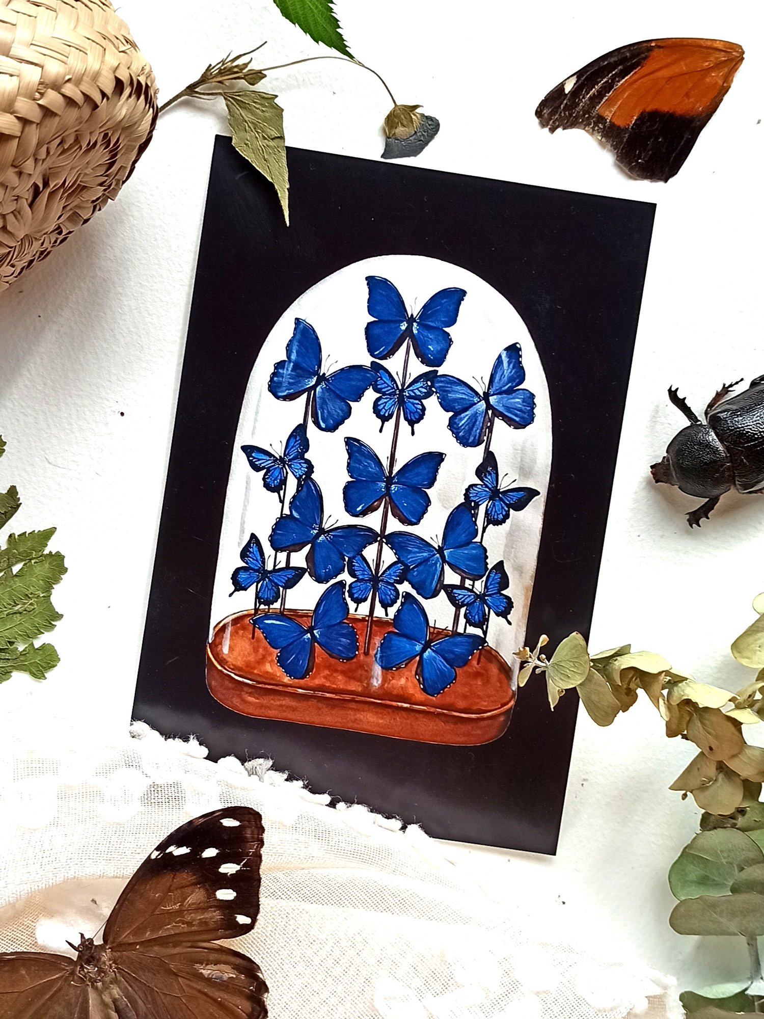 Image of Morpho Butterfly Display Postcard 