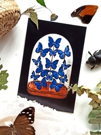 Image 1 of Morpho Butterfly Display Postcard 