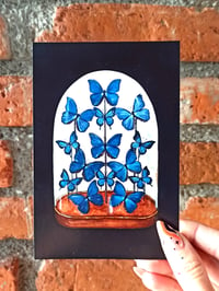 Image 2 of Morpho Butterfly Display Postcard 