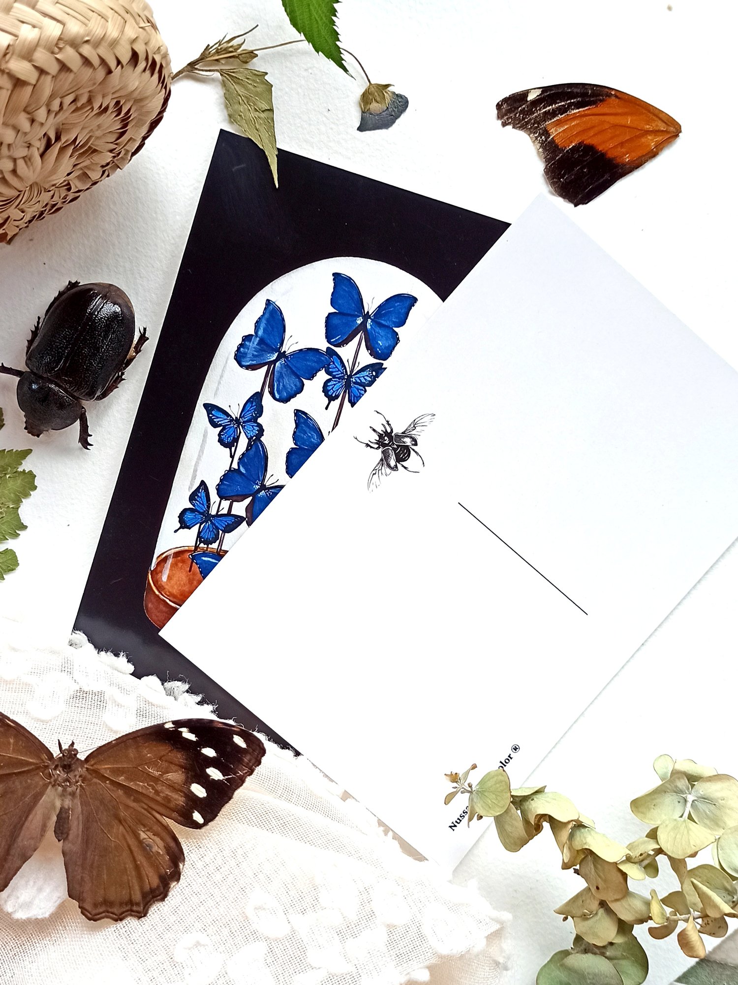 Image of Morpho Butterfly Display Postcard 