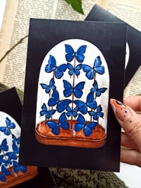 Image 4 of Morpho Butterfly Display Postcard 