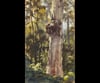 "Old Blue Gum" 