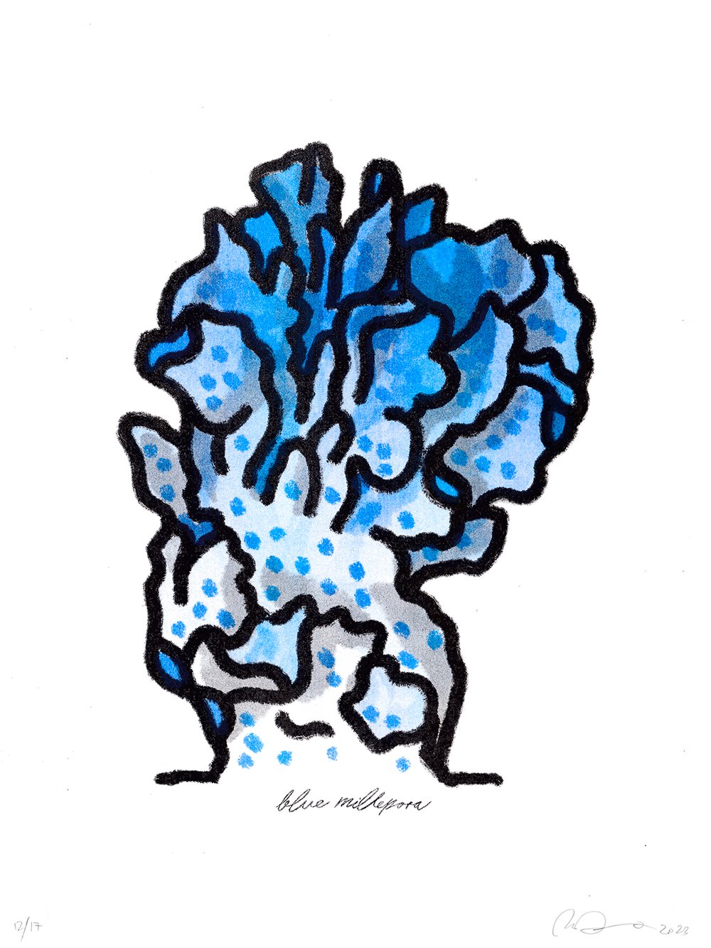 Blue Millepora