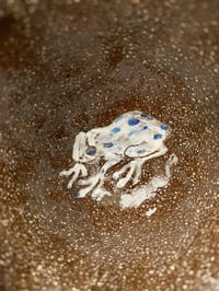 Image 1 of there’s a frog in my drink! (excited)