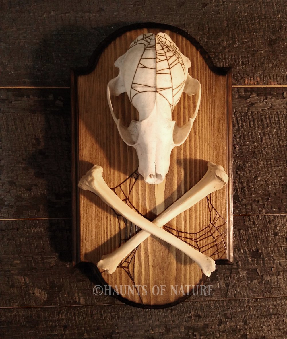 Pyrography Raccoon Skull & Crossbones with Spiderwebs