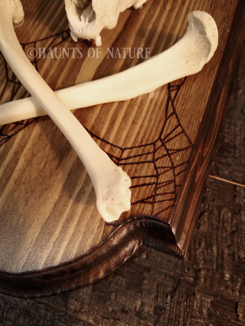 Pyrography Raccoon Skull & Crossbones with Spiderwebs