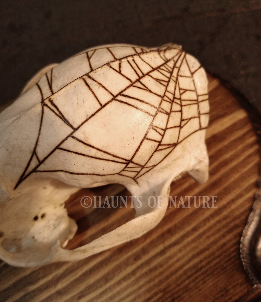 Pyrography Raccoon Skull & Crossbones with Spiderwebs