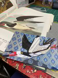 Image 2 of Black Skimmer