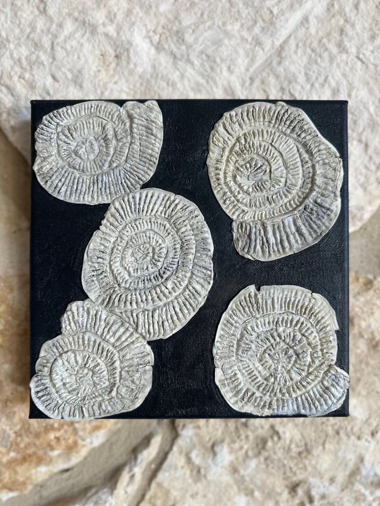 Image of Ammonite