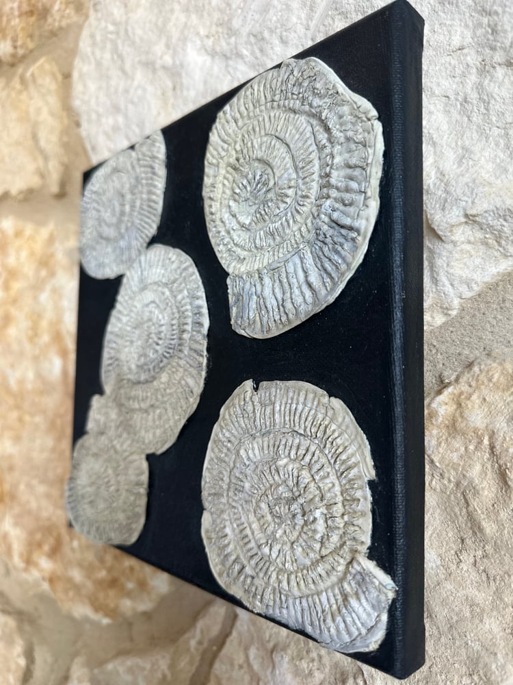 Image of Ammonite