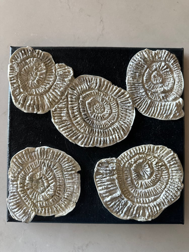 Image of Ammonite