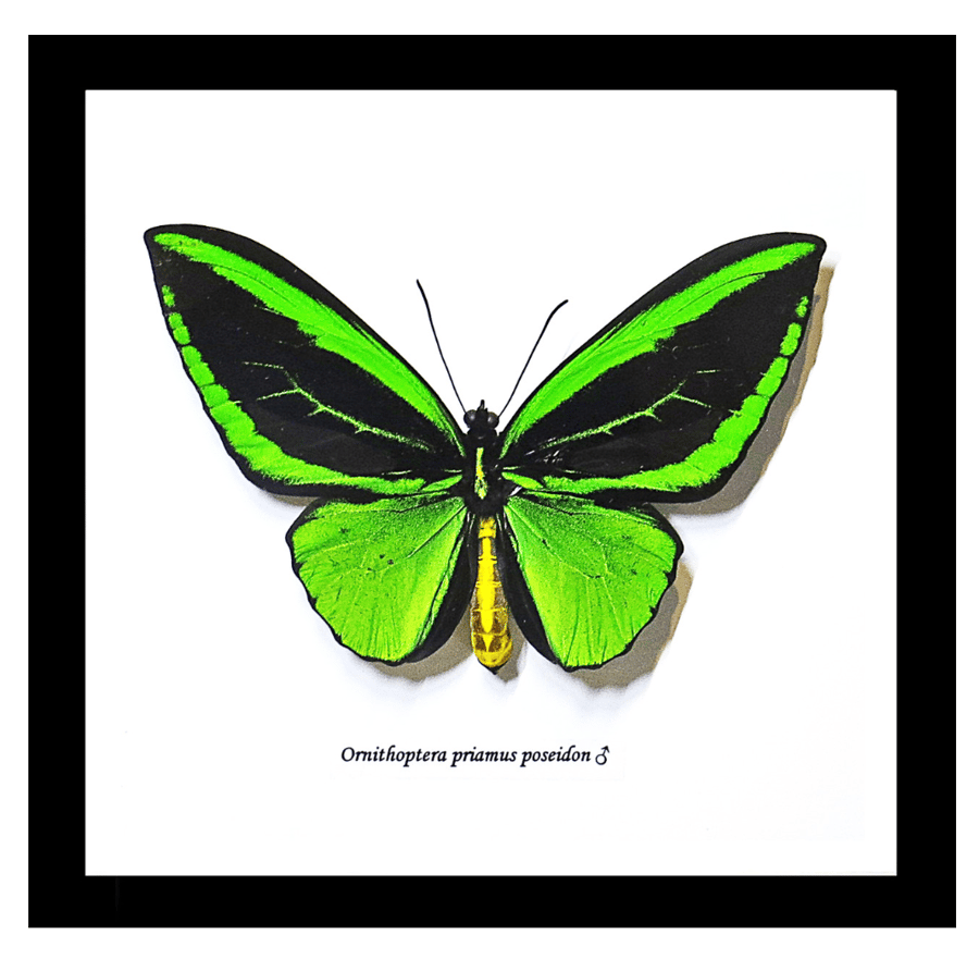Image of Green Birdwing Butterfly with Label 