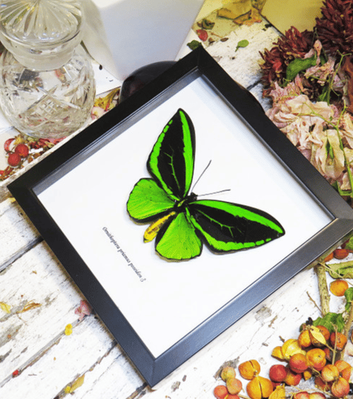 Image of Green Birdwing Butterfly with Label 