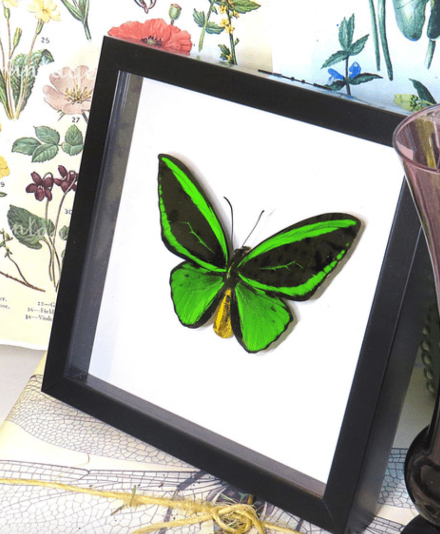 Image of Green Birdwing Butterfly 