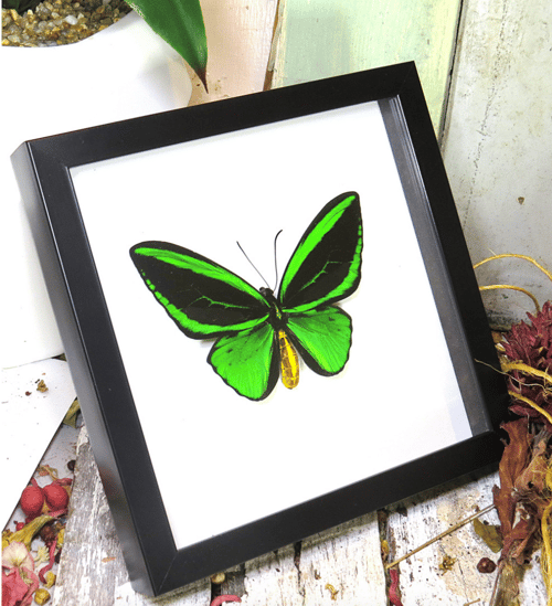 Image of Green Birdwing Butterfly 