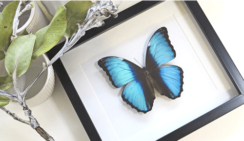 Image of Morpho Diedama Butterfly