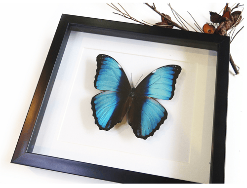 Image of Morpho Diedama Butterfly