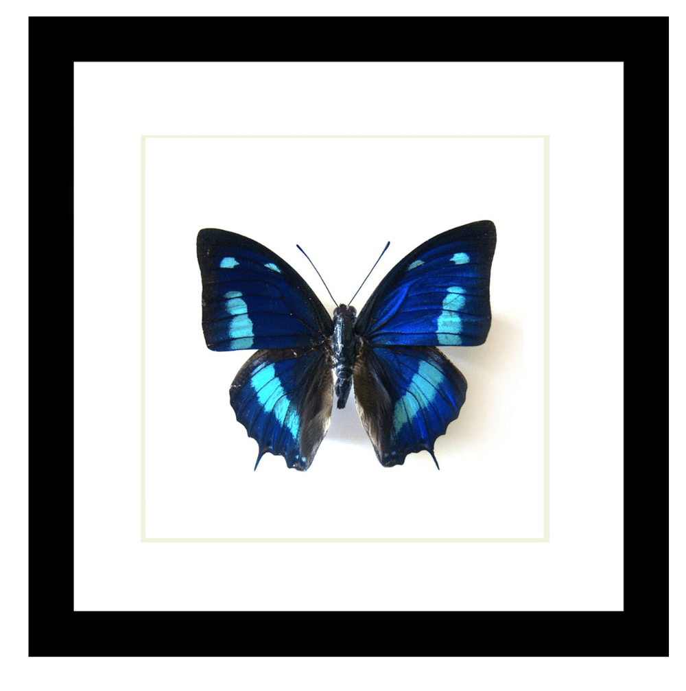 Image of Anaea Cyanea Butterfly 