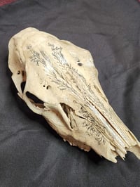 Image 2 of Pen and ink on Large Animal Skull 