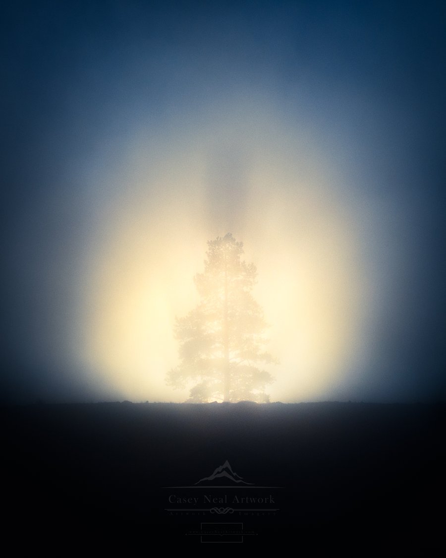 Image of Tree of Light