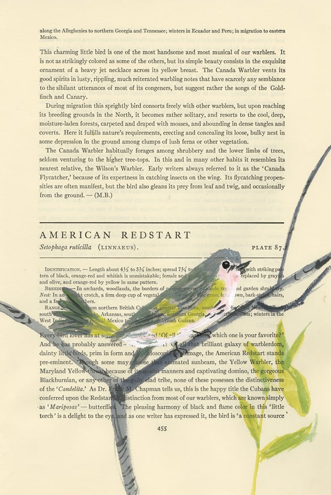 Image of American Redstart (female) - original illustration