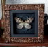 Rice paper butterfly in a backlit frame Image 2