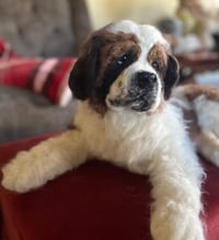 Image 1 of 15" Saint Bernard