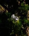 CRUMPLED RING