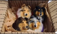 Image 3 of SALE: $40 or 3/$115 Rough Collie ornament