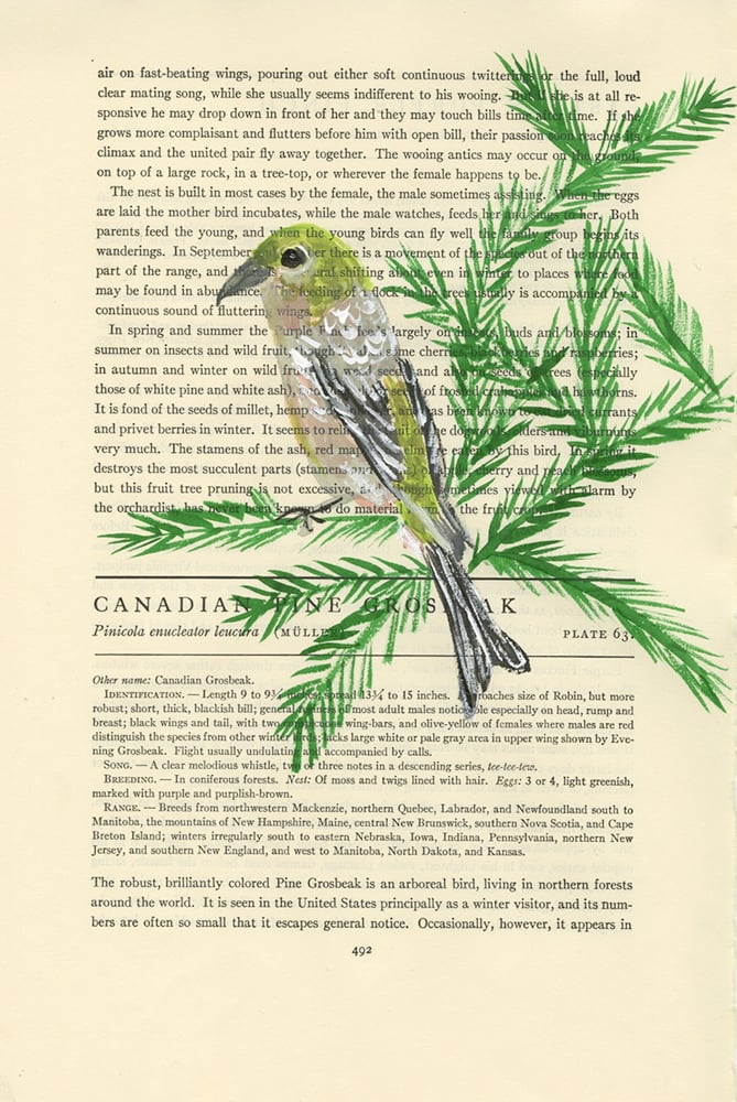Image of Pine Grosbeak (female) - original illustration
