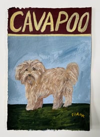 Cavapoo