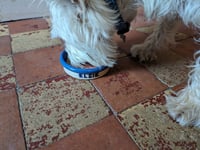 Image 3 of Personalized pet bowl - Sgraffito pattern and slip-trailed name.