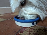 Image 5 of Personalized pet bowl - Sgraffito pattern and slip-trailed name.