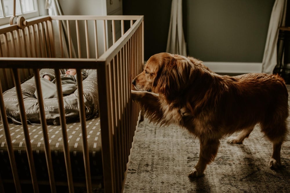 Image of 2025 Home/Studio Lifestyle Newborn