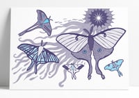 Moth print